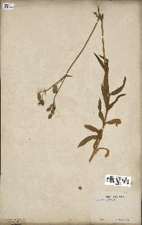 spécimen de Silene vulgaris