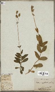 spécimen de Silene vulgaris