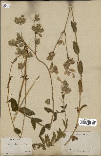 spécimen de Silene vulgaris