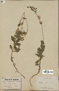 spécimen de Silene vulgaris