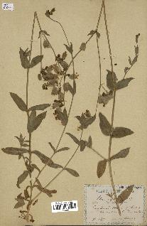 spécimen de Silene vulgaris