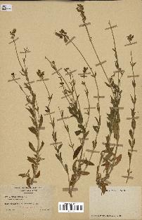 spécimen de Silene vulgaris