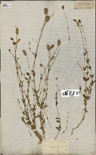 spécimen de Silene vulgaris