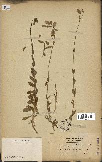 spécimen de Silene vulgaris