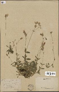 spécimen de Silene vulgaris