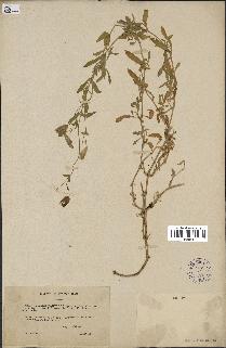 spécimen de Silene vulgaris