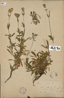 spécimen de Silene vulgaris