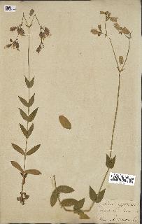 spécimen de Silene vulgaris