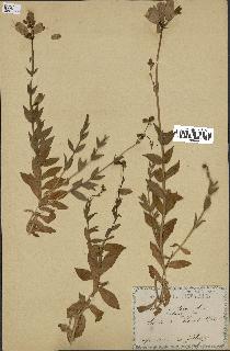 spécimen de Silene vulgaris
