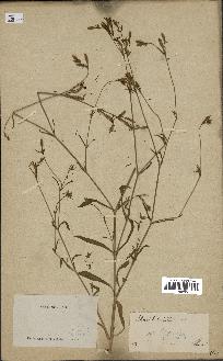 spécimen de Silene echinata