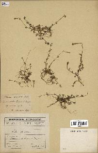 spécimen de Silene colorata
