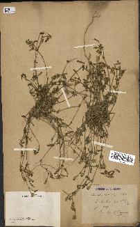 spécimen de Silene colorata
