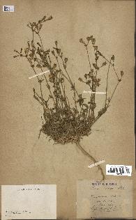 spécimen de Silene colorata