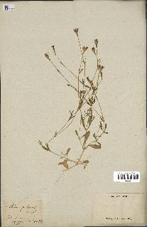spécimen de Silene colorata