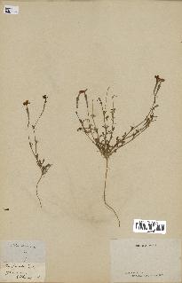spécimen de Silene colorata