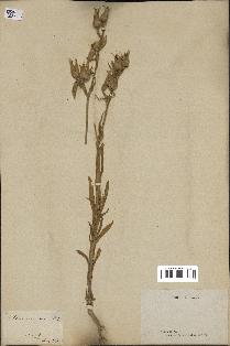 spécimen de Silene conoidea