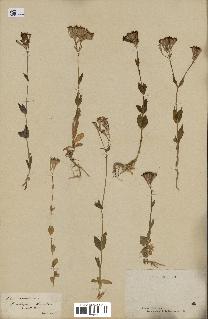 spécimen de Silene armeria