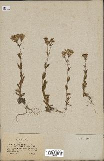 spécimen de Silene armeria