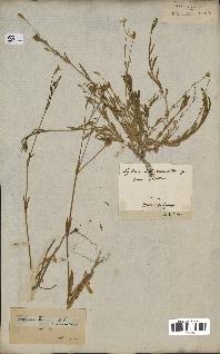 spécimen de Silene laeta