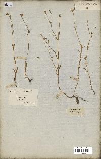 spécimen de Silene laeta