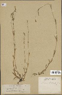spécimen de Silene laeta