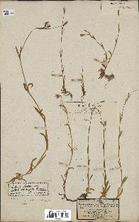 spécimen de Silene laeta