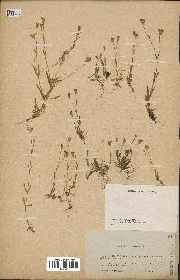 spécimen de Silene laeta