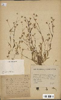 spécimen de Silene laeta