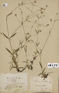 spécimen de Silene laeta