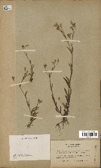 spécimen de Silene laeta