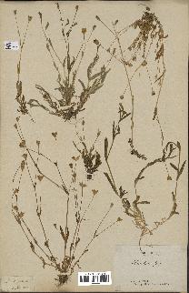 spécimen de Silene laeta