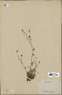 spécimen de Silene laeta