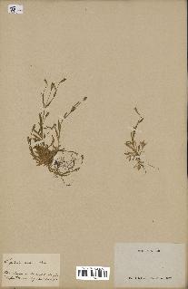 spécimen de Silene laeta