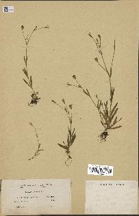 spécimen de Silene laeta