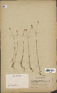 spécimen de Silene laeta