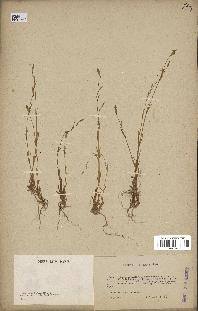 spécimen de Silene laeta