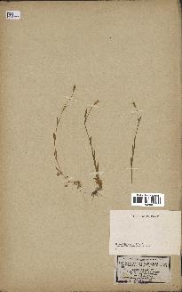 spécimen de Silene laeta