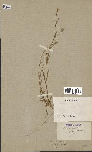 spécimen de Silene laeta