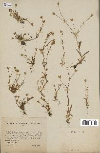 spécimen de Silene laeta