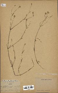 spécimen de Silene laeta