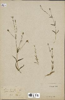 spécimen de Silene laeta