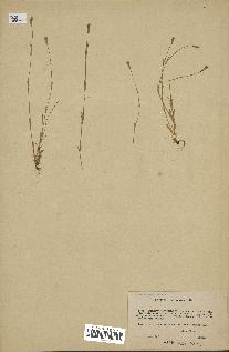 spécimen de Silene laeta