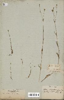 spécimen de Silene laeta