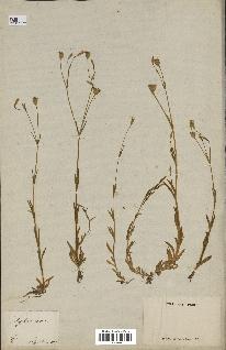 spécimen de Silene laeta