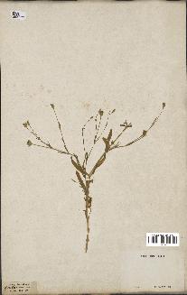 spécimen de Silene laeta