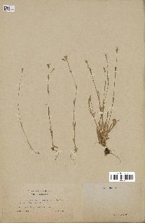spécimen de Silene laeta