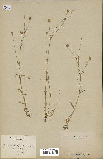 spécimen de Silene laeta