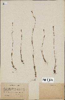 spécimen de Silene laeta
