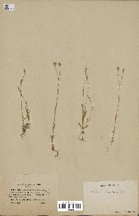 spécimen de Silene laeta