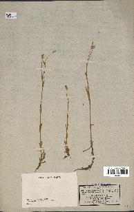 spécimen de Silene laeta